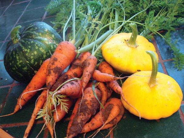 Squash, a green pumpkin, and brilliant orange carrots add to Treska’s harvest haul.